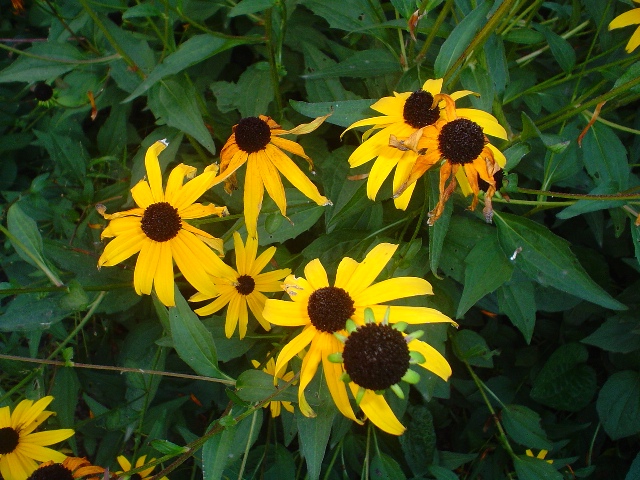 Picture of Rudbeckia fulgida 'Goldsturm' Goldsturm Brown Eyed Susan