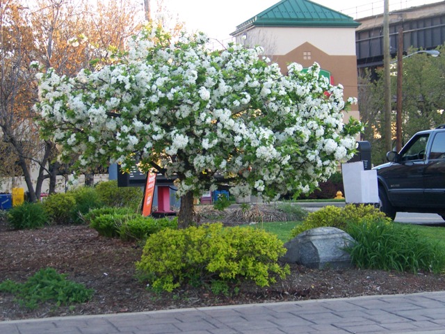 Malus sargentii SargentCrabapple354BakewellSt.Covington.JPG