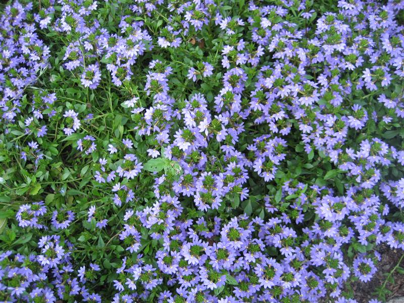 Scaevola aemula Scaevola_aemula_plant.JPG