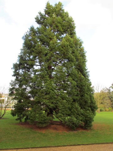 Sequoiadendron giganteum SequoiadendronGiganteum2_Full.JPG