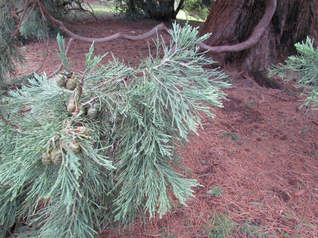 Sequoiadendron giganteum SequoiadendronGiganteum3_Detail.JPG