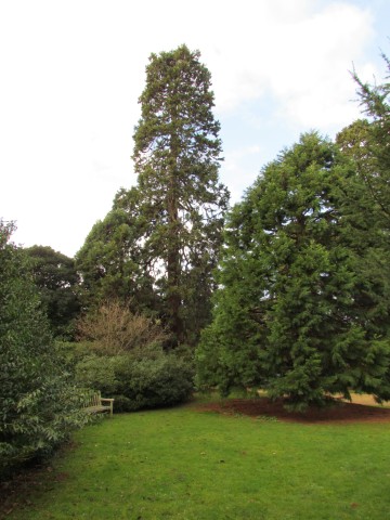 Sequoiadendron giganteum SequoiadendronGiganteum3_Full.JPG