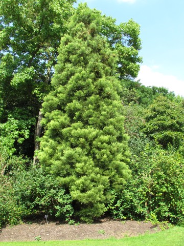 Sequoiadendron giganteum SequoiadendronGiganteumFull1CUBG.JPG