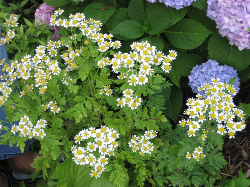 Tanacetum parthenium Tanacetum_panthenum_plant.JPG