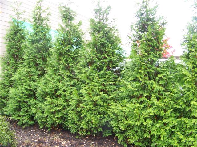 Picture of Thuja plicata 'Grovpli' Spring Grove� Spring Grove Western red-cedar