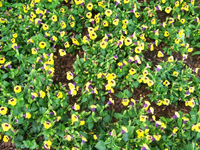 Picture of Torenia  'Catalina� Gilded Grape' Catalina Gilded Grape Wishbone Flower