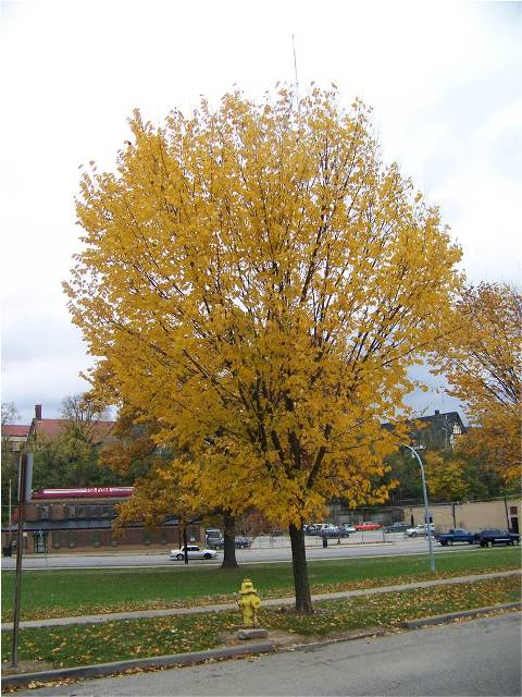 Ulmus americana UlmusamericanaPrinceton.jpg