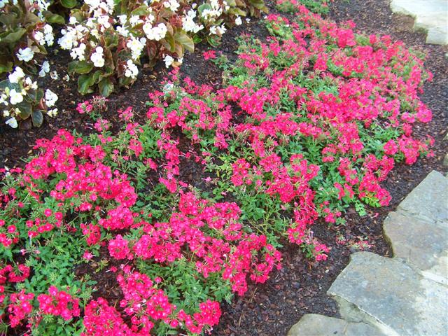 Picture of Verbena  Superbena� Royale Iced Cherry Verbena Superbena Royale Iced Cherry