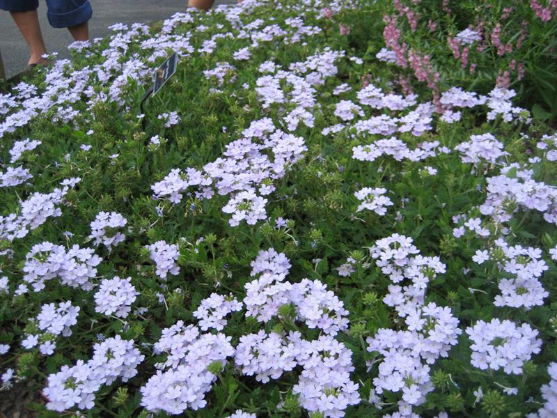 Verbena  Verbena_cluster.JPG