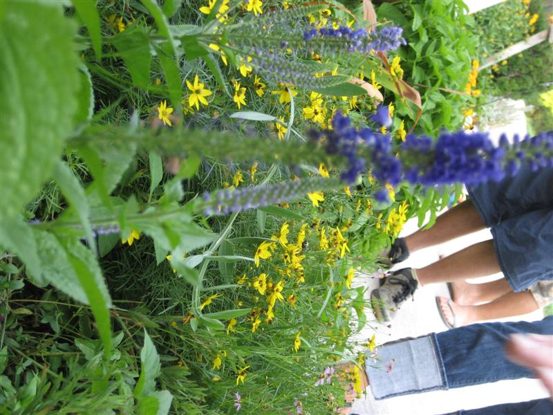 Veronica spicata Veronica_spicata_Showing_stamen.JPG