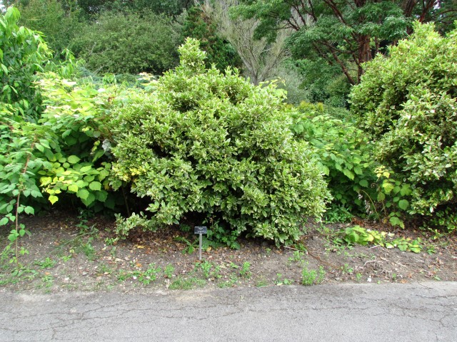 Viburnum tinus ViburnumTinusVariegatumCUBG.JPG