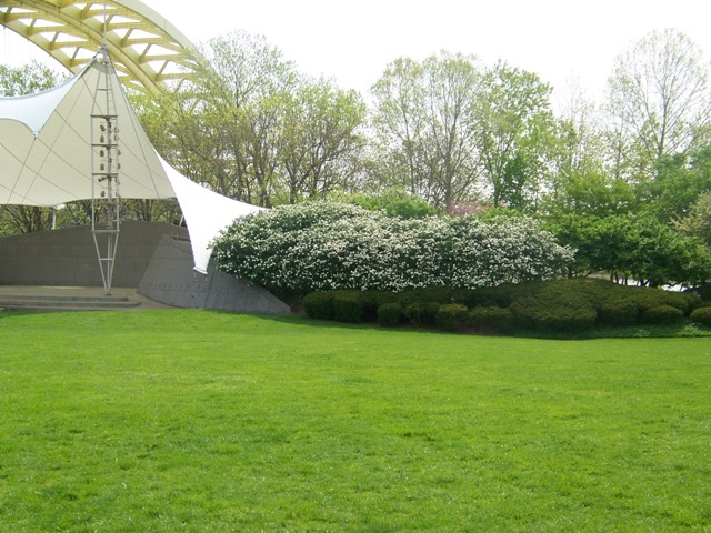 Viburnum x carlcephalum ViburnumxcarlcephalumSawyerPoint.JPG