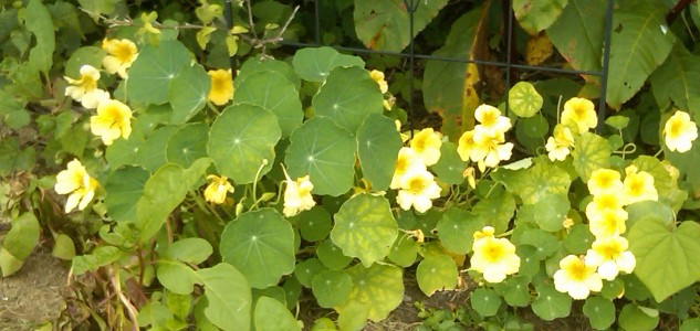 Picture of Tropaeolum spp  Nasturtium