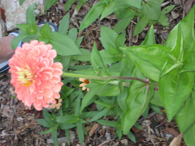 Zinnia elegans Zinnia_elegans_side.JPG