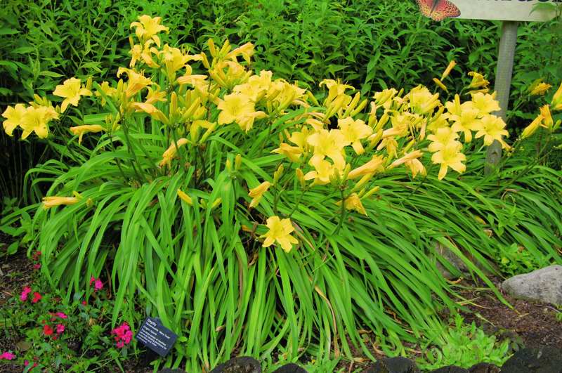 Picture of Hemerocallis 'Mary Todd' Mary Todd Daylily