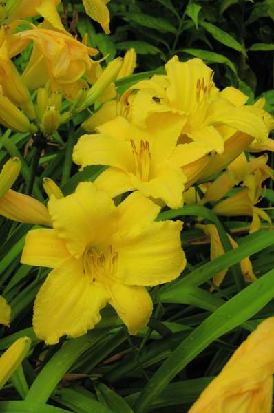 Picture of Hemerocallis 'Mary Todd' Mary Todd Daylily