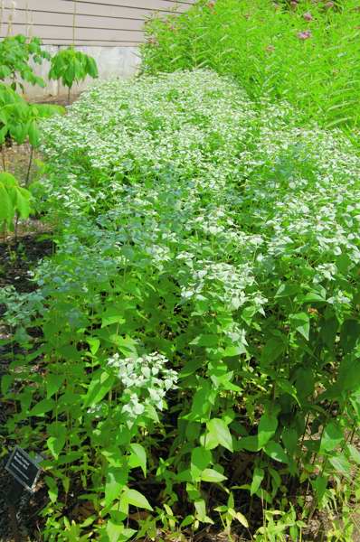 Picture of Pycnanthemum muticum Short-toothed Mountain Mint