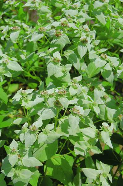 Picture of Pycnanthemum muticum Short-toothed Mountain Mint