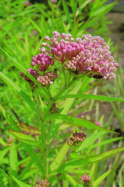 Picture of Asclepias incarnata Swamp Milkweed