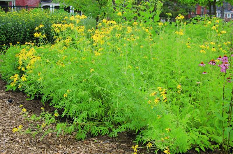 Picture of Ratibida pinnata  Prairie Coneflower or Mexican Hat Flower