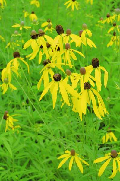 Picture of Ratibida pinnata  Prairie Coneflower or Mexican Hat Flower