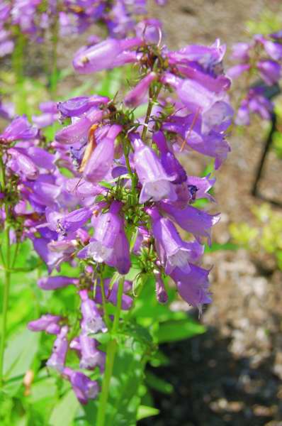 Picture of Penstemon calycosus Long-Sepal Beardtongue