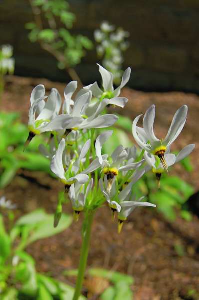 Picture of Dodecatheon meadia Shooting Star