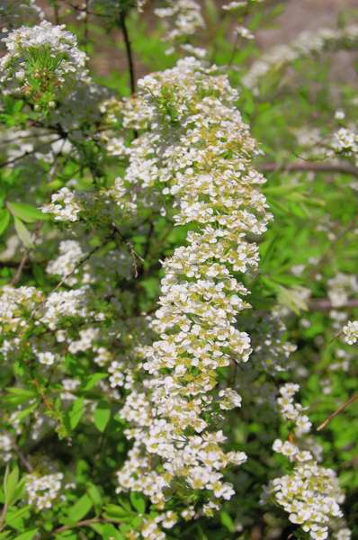 Picture of Spiraea x cinerea 'Grefsheim' Grefsheim spirea