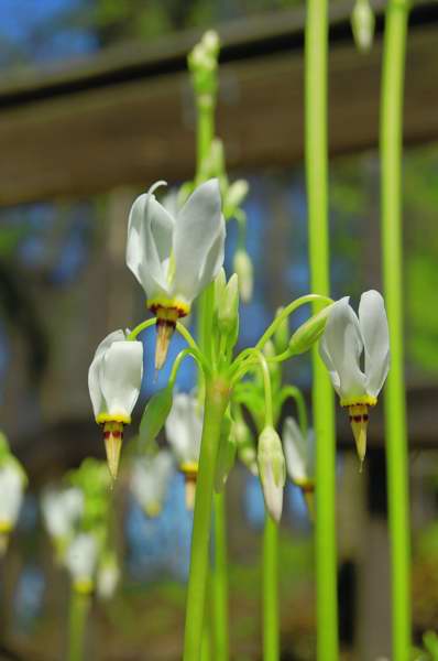 Picture of Dodecatheon meadia Shooting Star