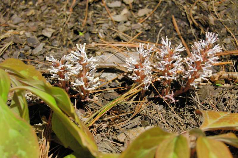 Picture of Cardamine concatenata  Cutleaf Toothwort