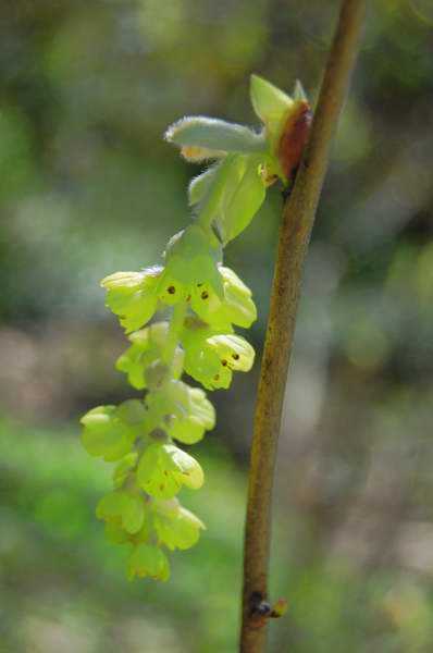 Picture of Corylopsis platypetala  Winter Hazel