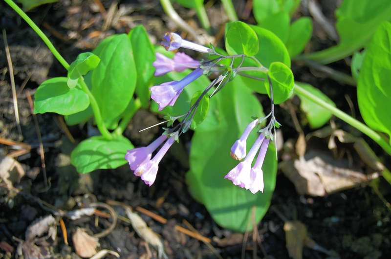 Picture of Mertensia virginica Virginia Bluebells