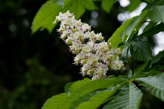 Picture of Aesculus hippocastanum  Common Horsechestnut