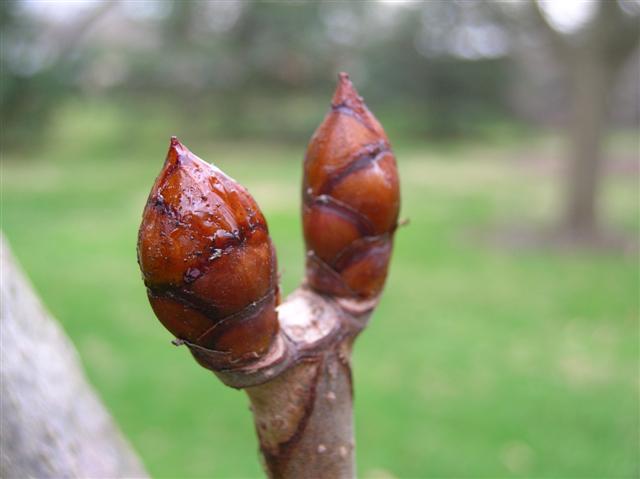 Picture of Aesculus hippocastanum  Common Horsechestnut