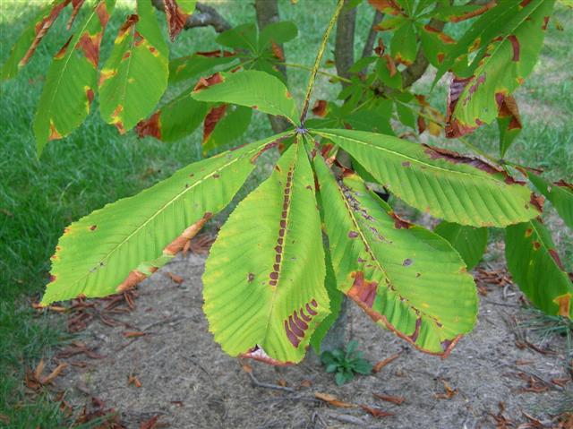Picture of Aesculus turbinata  Japanese Horsechestnut