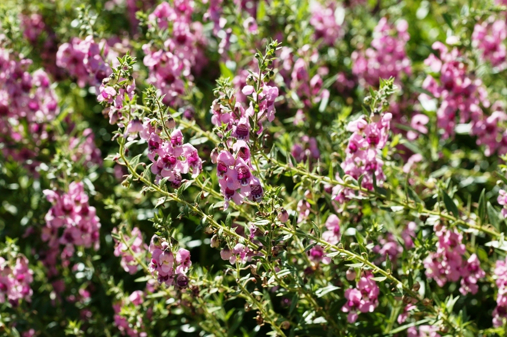 Picture of Angelonia augustifolia 'Applique� Pink' Applique� Pink Summer Snapdragon