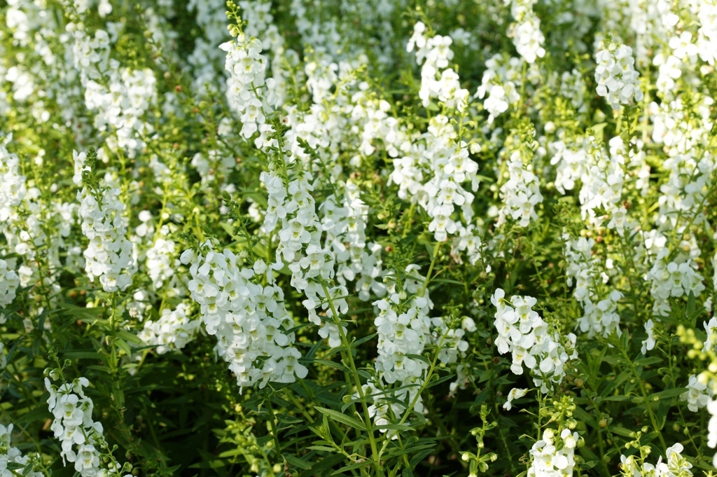 Picture of Angelonia augustifolia 'Serena� White' Serena� White Summer Snapdragon