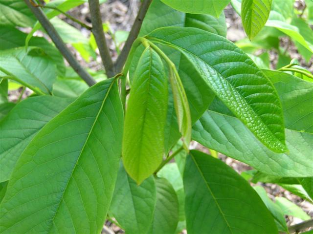 Picture of Asimina triloba  Common Pawpaw
