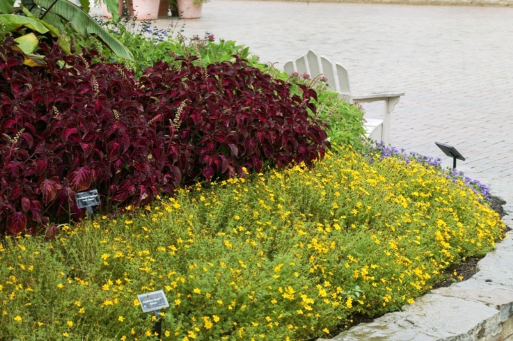 Picture of Bidens ferulifolia 'Goldilocks Rocks�' Goldilocks Rocks� Bidens