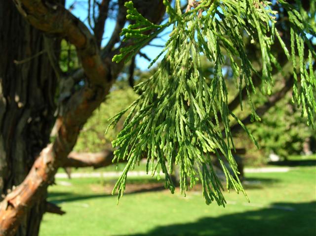 Picture of Calocedrus decurrens California Incensecedar