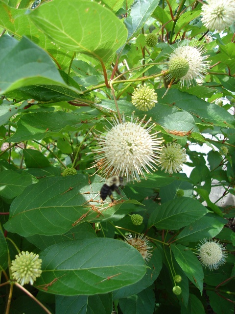 Picture of Cephalanthus occidentalis 'Moonlight Fantasy' Moonlight Fantasy Buttonbush