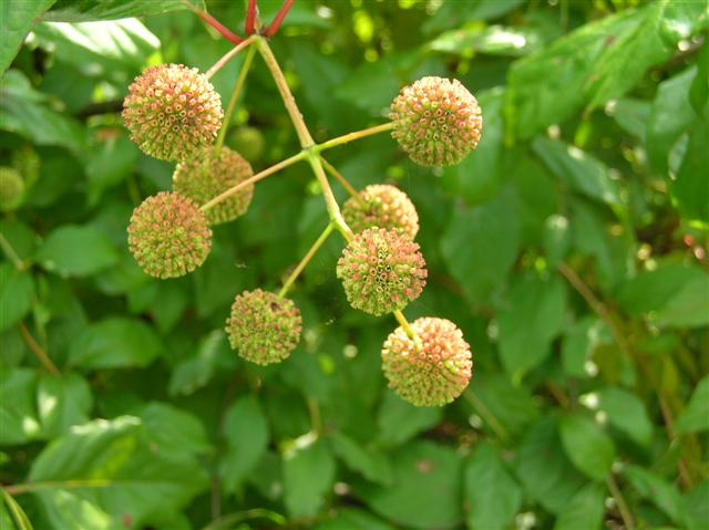 Picture of Cephalanthus occidentalis  Buttonbush