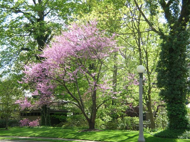 Picture of Cercis canadensis  Eastern Redbud