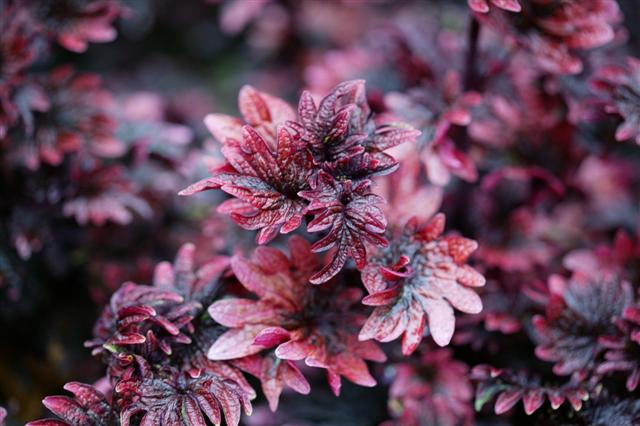 Picture of Solenostemon  Gnash Rambler 