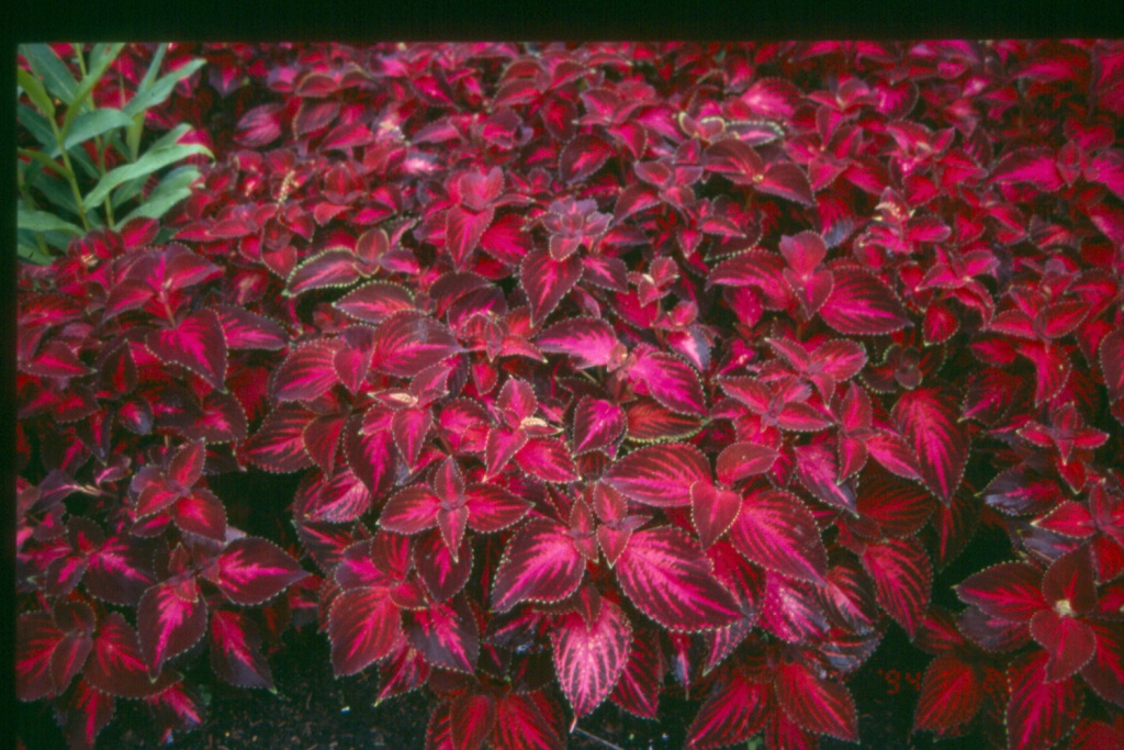 Picture of Solenostemon scutellarioides 'Colorblaze� Kingswood Torch' Colorblaze� Kingswood Torch Coleus