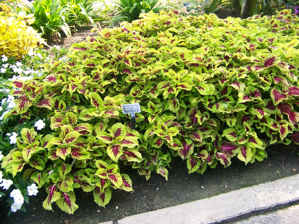Picture of Solenostemon  scutellariodes 'Kong� Rose' Kong� Rose Coleus