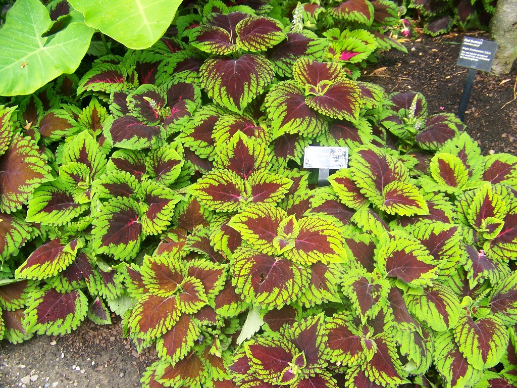 Picture of Solenostemon scutellariodes 'Kong� Scarlet' Kong� Scarlet Coleus