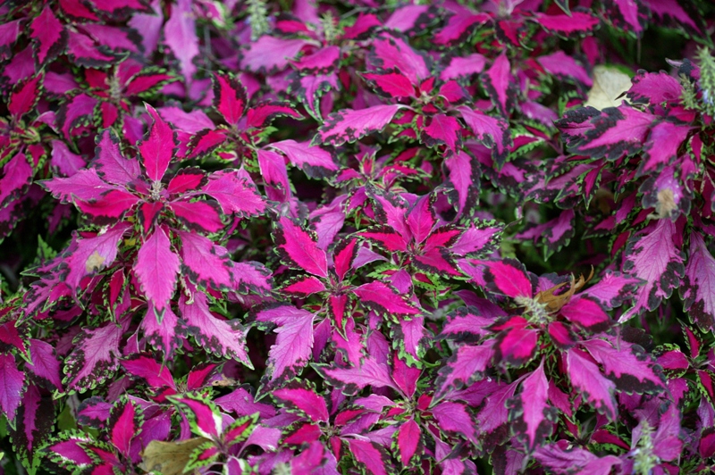 Picture of Solenostemon  Pink Chaos 