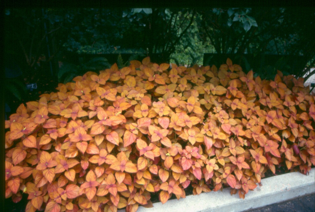 Picture of Solenostemon scutellarioides 'Colorblaze� Sedona' Colorblaze� Sedona Coleus