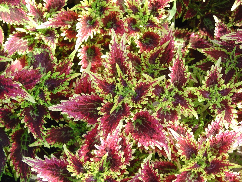 Picture of Solenostemon scutellarioides 'Sky Fire' Sky Fire Coleus